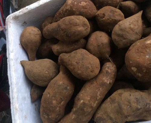 Nhìn bề ngoài, khoai sâm đất chẳng khác gì củ khoai lang.