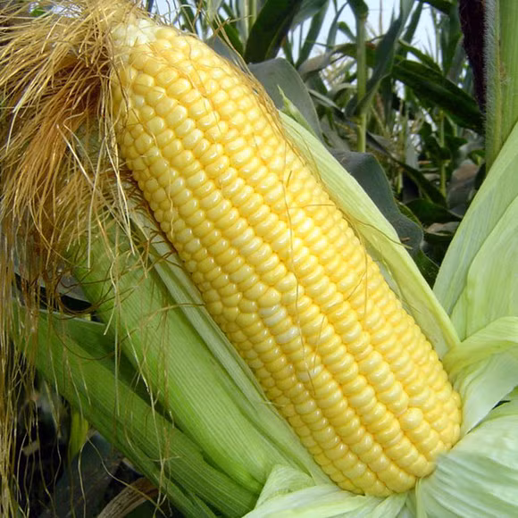 Ngô cũng rất giàu beta-carotenoid và folate nên ăn ngô có lợi cho mắt. Ảnh: Ảnh: koudaitong.