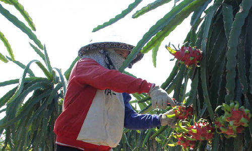 Nông dân chăm sóc vườn thanh long trồng theo tiêu chuẩn VietGAP. Ảnh: I.T