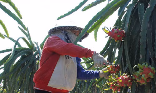 Nông dân chăm sóc vườn thanh long trồng theo tiêu chuẩn VietGAP. Ảnh: I.T