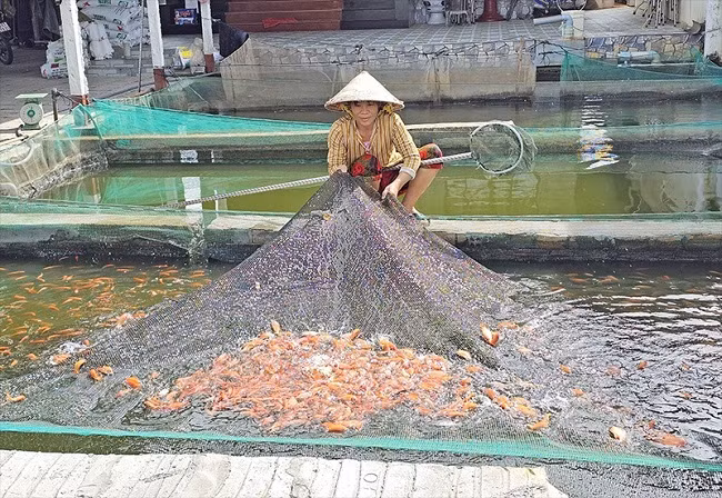 Cá giống ở Cần Thơ tăng giá, sức mua tăng theo con nước lũ Ca giong o Can Tho tang gia, suc mua tang theo con nuoc lu