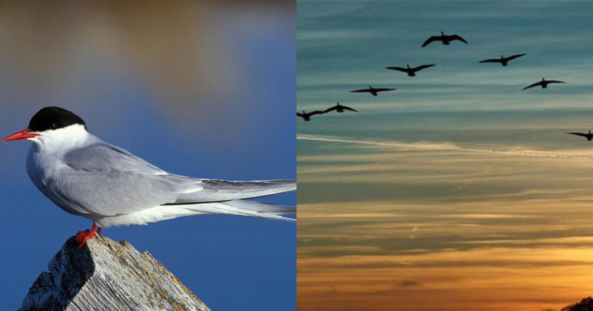 Những động vật ngủ ít nhất thế giới - Hình 4 Nhung dong vat ngu it nhat the gioi-Hinh-4