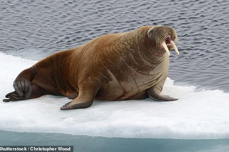 Những động vật ngủ ít nhất thế giới - Hình 3 Nhung dong vat ngu it nhat the gioi-Hinh-3