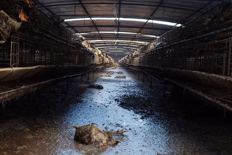 Rớt nước mắt nhìn trang trại gà mất trắng hàng chục tỷ sau lũ - Hình 3 Rot nuoc mat nhin trang trai ga mat trang hang chuc ty sau lu-Hinh-3