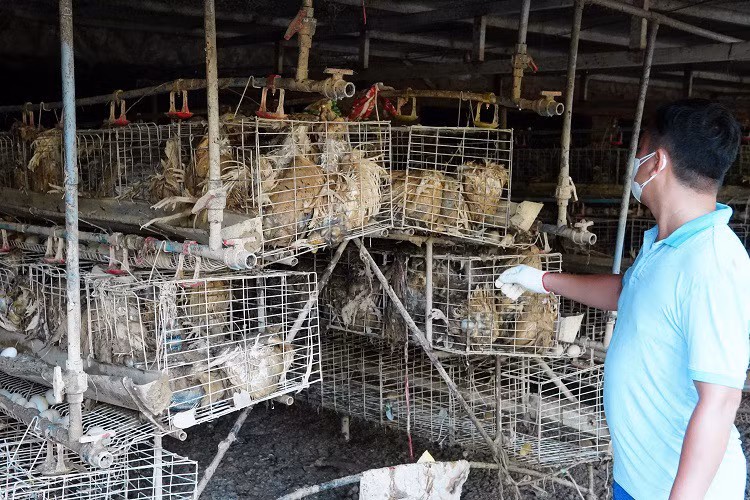 Rớt nước mắt nhìn trang trại gà mất trắng hàng chục tỷ sau lũ - Hình 2 Rot nuoc mat nhin trang trai ga mat trang hang chuc ty sau lu-Hinh-2