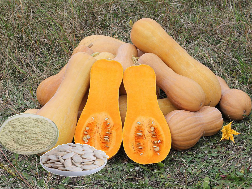 Theo Đông y, quả bí ngô có tác dụng hạ nhiệt và chống say nắng tốt. Ảnh: tepbac.