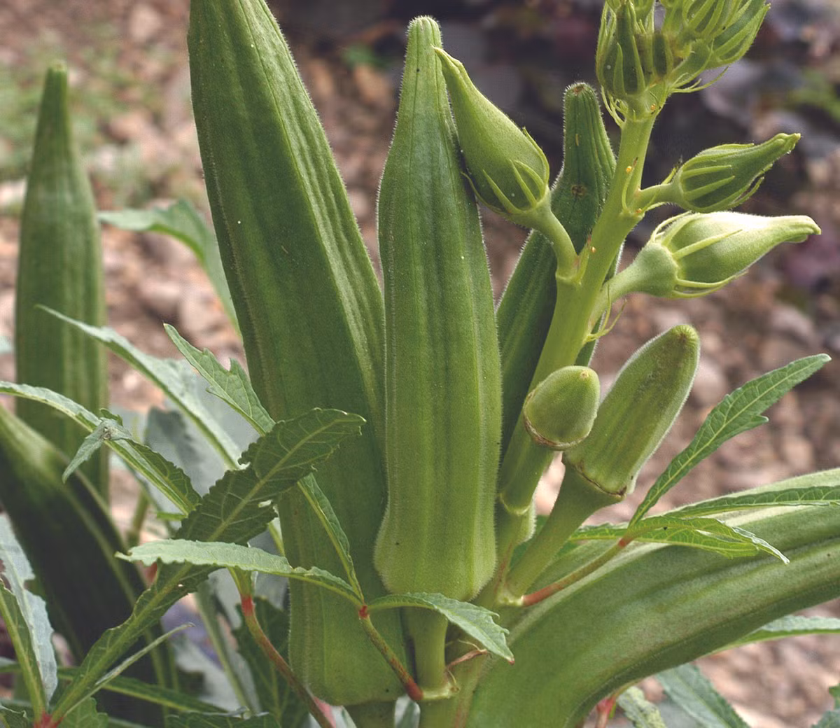 Lợi ích của quả đậu bắp còn ở khả năng hỗ trợ ngăn ngừa ung thư do có chứa lectin - một loại protein có thể ngăn chặn sự phát triển của tế bào ung thư vú ở người lên tới 63%. Ảnh: southernexposure.