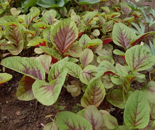 Trong khi đó, rau dền chứa rất nhiều protid, lipid, glucid, nhiều vitamin, sắt, canxi rất tốt cho sức khỏe. Ảnh: vuahatgiong.