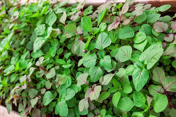 Hai cách chế biến rau dền phổ biến nhất là luộc và nấu canh. Ảnh: caythuocdangian.