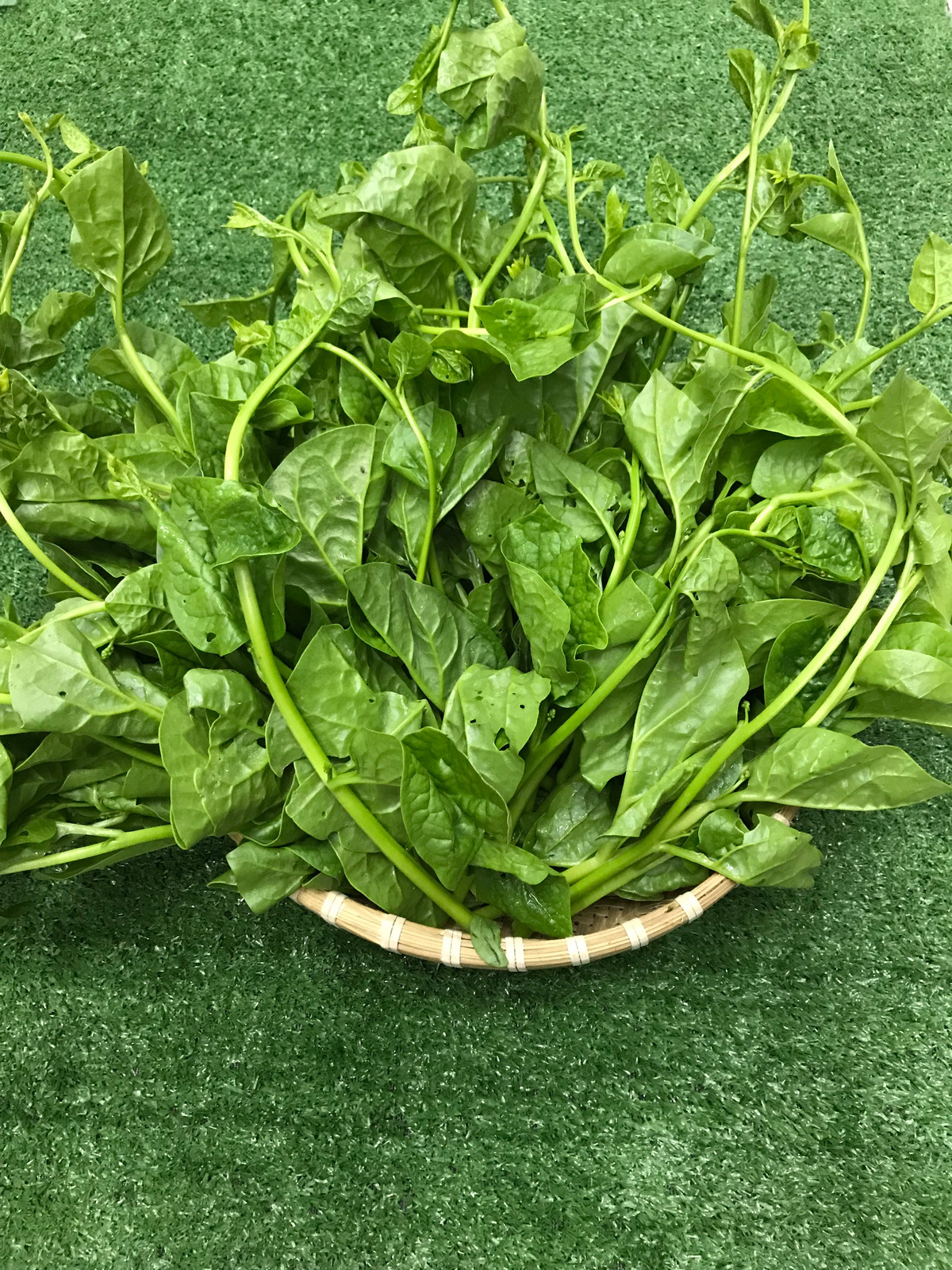 Rau mồng tơi còn là nguồn chất xơ và vitamin dồi dào, giúp phòng chống táo bón và ngăn ngừa mụn nhọt, rôm sảy trong ngày hè. Ảnh: quenhaonline.