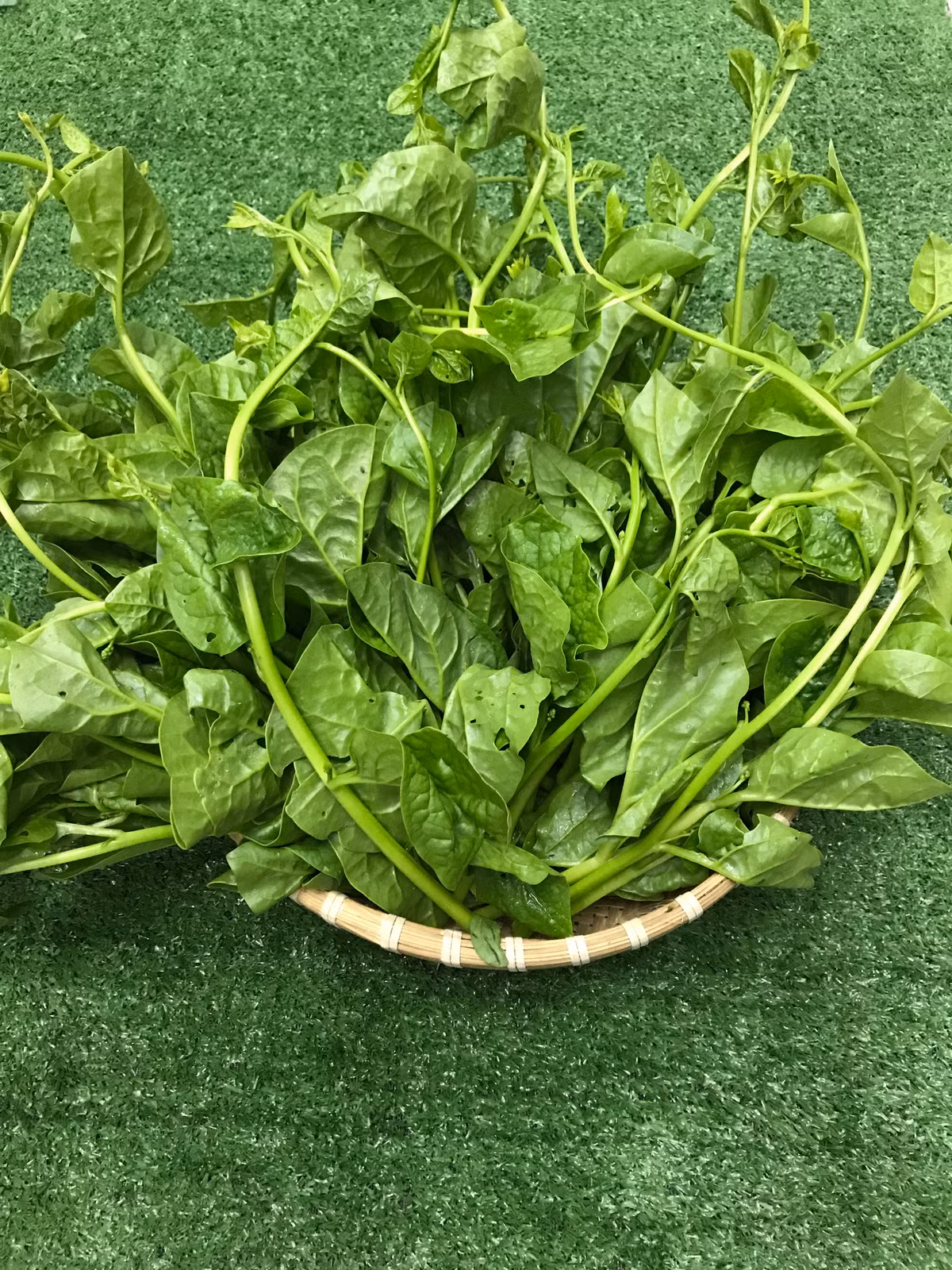 Rau mồng tơi còn là nguồn chất xơ và vitamin dồi dào, giúp phòng chống táo bón và ngăn ngừa mụn nhọt, rôm sảy trong ngày hè. Ảnh: quenhaonline.