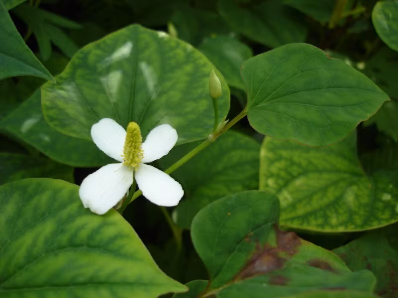 Rau diếp cá còn có tính mát, được xem như một thần dược chữa bệnh trĩ, chống kháng khuẩn và tiêu diệt kí sinh trùng. Ảnh: wikimedia.