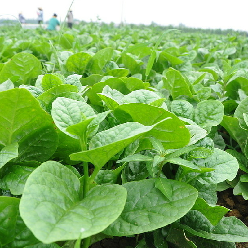 Rau mồng tơi có tính hàn, có tác dụng giải nhiệt rất tốt. Bạn có thể chế biến loại rau thanh nhiệt này thành nhiều món ngon tùy thuộc vào sở thích của mình như: luộc, xào, nấu canh cua, canh trai…Ảnh: hatgiongat.