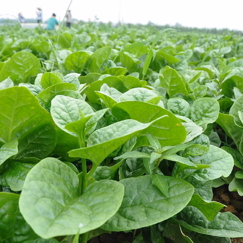 Rau mồng tơi có tính hàn, có tác dụng giải nhiệt rất tốt. Bạn có thể chế biến loại rau thanh nhiệt này thành nhiều món ngon tùy thuộc vào sở thích của mình như: luộc, xào, nấu canh cua, canh trai…Ảnh: hatgiongat.