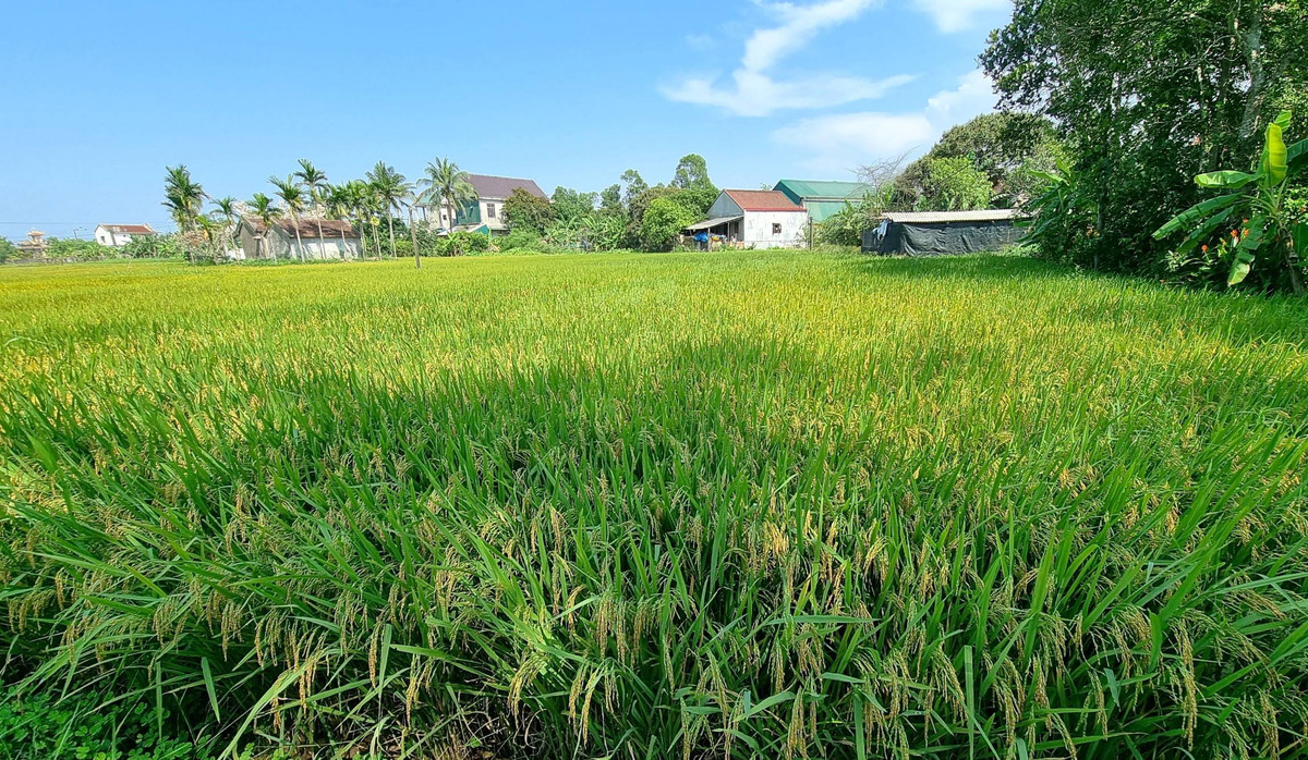 Dau gia loat bat dong san cua Ngan hang SHB tai TP Can Tho