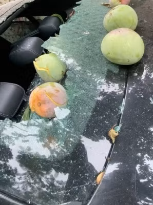 Chẳng ai nghĩ rằng trái xoài rơi nặng đến mức làm hỏng hết phần kính phía sau ô tô như thế này. Gia chủ có lẽ sẽ phải "khóc ròng" khi trồng nhầm cây xoài "phản chủ" như vậy.