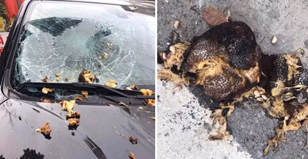 Ngoài trái xoài, nhiều loại quả mọc bên đường cũng trở thành lý do để nhiều xe đỗ ngay dưới gốc cây bị vỡ kính, móp khung hay thậm chí bị chọc thủng xe.