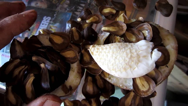 Trái cám có vị ngọt giống sắn, có người cho rằng giống bọng dừa cũng là đặc sản miền Tây.