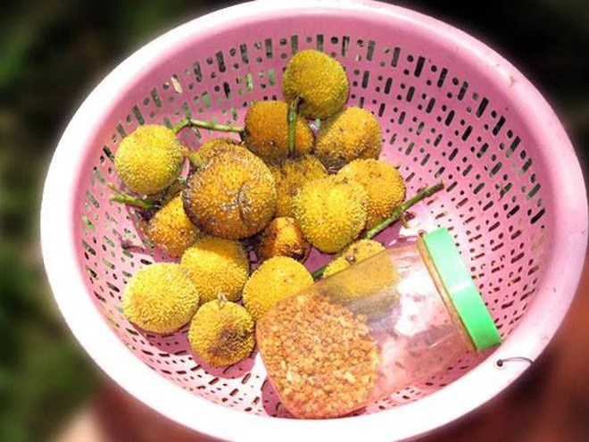 Trái gáo có vỏ ngoài trông khá sần sùi, mới nhìn tưởng đâu là… chôm chôm lai quả vải.