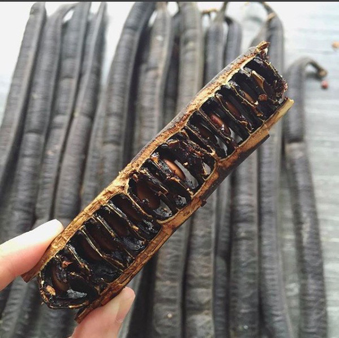 Trái ô môi ngoài phần thịt quả chấm với muối ớt, người ta còn thường dùng hạt của chúng để đem đi nấu chè rất ngon. Ảnh: Tổng hợp