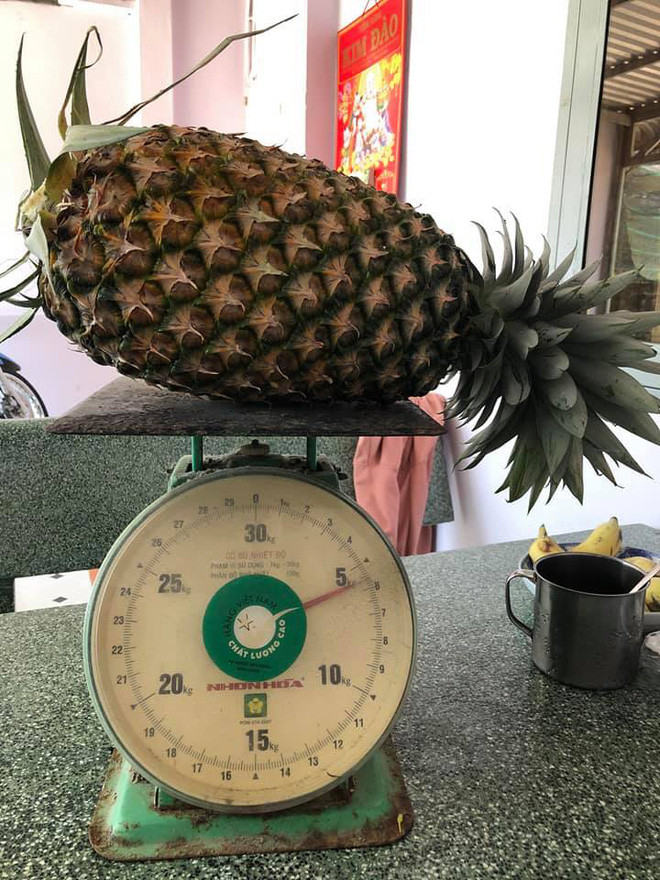 Cộng đồng mạng Việt Nam cũng từng dậy sóng trước nhiều loại quả đột biến về kích thước.