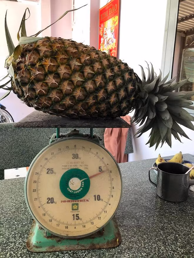 Cộng đồng mạng Việt Nam cũng từng dậy sóng trước nhiều loại quả đột biến về kích thước.