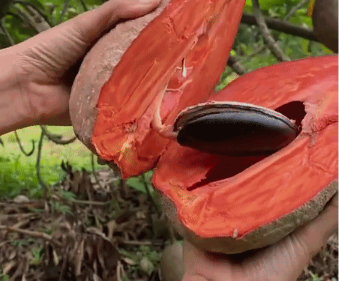 Khi bổ ra thì càng choáng váng hơn nữa bởi bên trong nó là lớp thịt màu nâu sẫm, hạt cũng khá to nhưng tựu chung lại thì nhìn đã thấy vô cùng độc đáo.