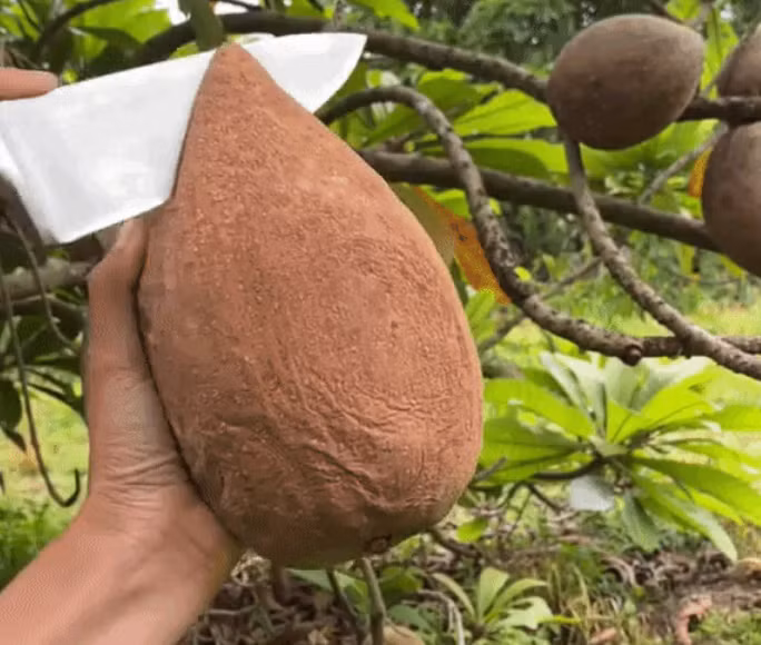 Mới đây, tài khoản TikTok đã khiến cư dân mạng phải xôn xao khi đăng tải những hình ảnh về quả hồng xiêm khổng lồ khiến ai nhìn cũng cảm thấy tò mò.