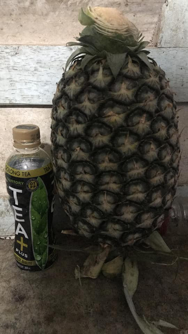 Một quả dứa bình thường sẽ nặng khoảng dưới 1kg, nhiều nhất là 3kg cho quả to. Riêng quả dứa "khủng" này nặng đến hơn 5,5 kg.