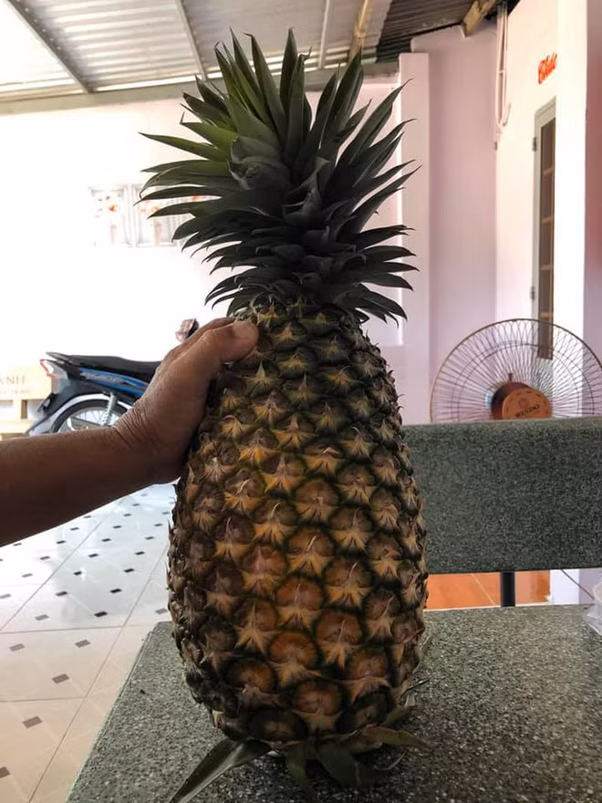 Phải kể đến là hình ảnh quả dứa khổng lồ từng khiến netizen vô cùng thích thú, xem đến chỉ số cân nặng vẫn không khỏi kinh ngạc.
