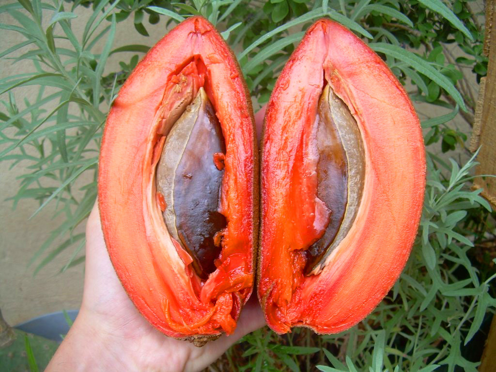 Không chỉ có ở Việt Nam, giống cây này được trồng nhiều ở xứ nhiệt đới, đặc biệt là các nước Đông Nam Á.