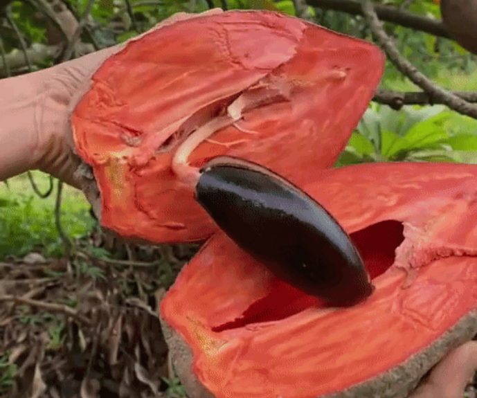 Sau khi đăng tải lên MXH, clip về loài quả này đã nhanh chóng thu về hàng triệu lượt xem.