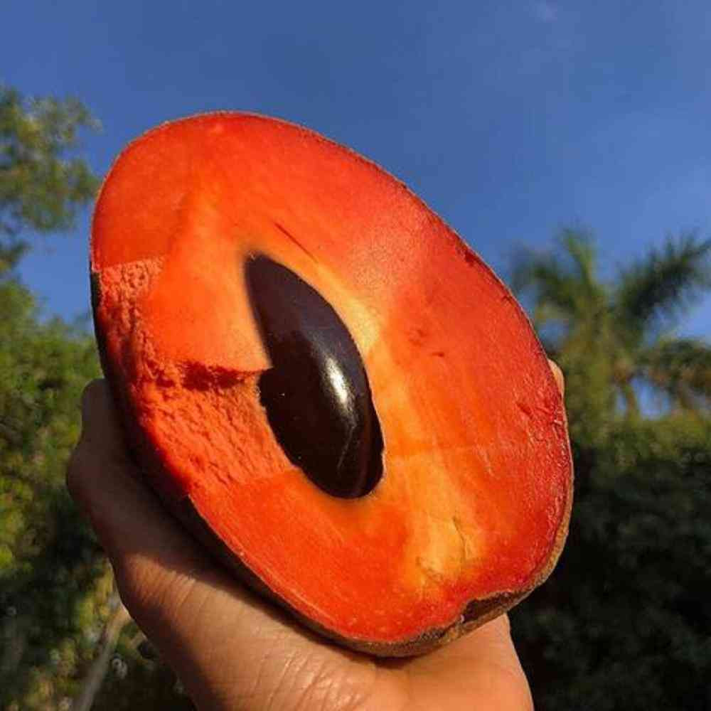 Thực chất, quả hồng xiêm "siêu to khổng lồ" này là quả saboche hay còn có tên gọi khác là hồng xiêm. Giống cây này được trồng nhiều tại các tỉnh miền Tây, đặc biệt là ở huyện Châu Thành - Tiền Giang.