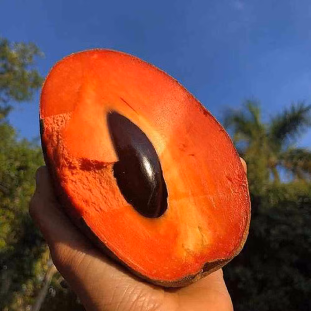 Thực chất, quả hồng xiêm "siêu to khổng lồ" này là quả saboche hay còn có tên gọi khác là hồng xiêm. Giống cây này được trồng nhiều tại các tỉnh miền Tây, đặc biệt là ở huyện Châu Thành - Tiền Giang.