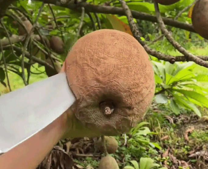 Bề ngoài của loại quả độc lạ này vô cùng thú vị, kích thước của nó to như quả xoài, vỏ thì là quả hồng xiêm.