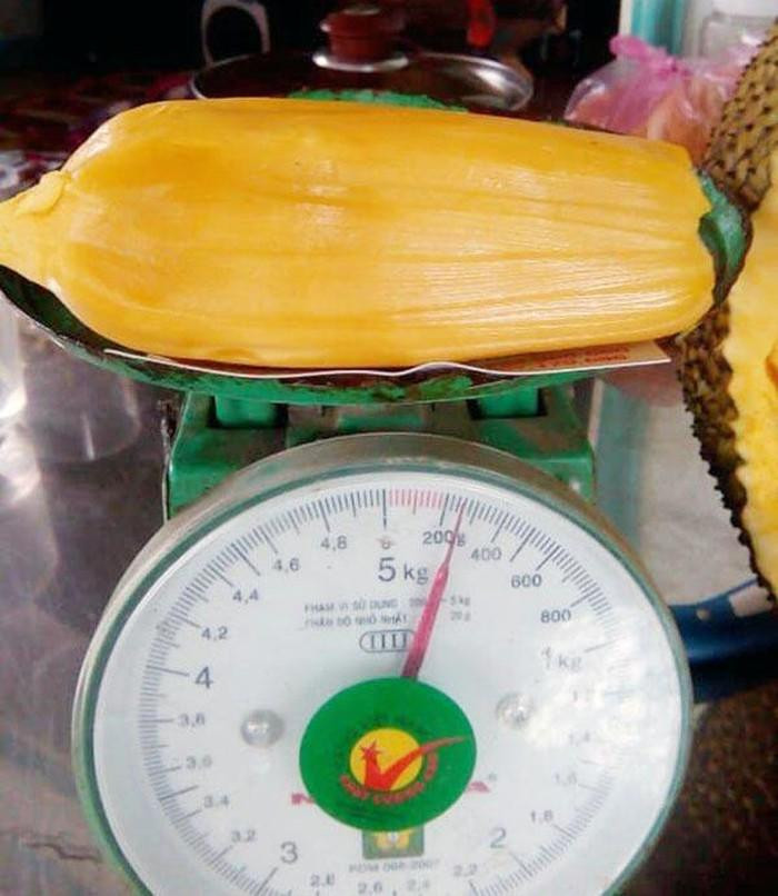 Cây mít nghệ ở Bến Tre cho ra quả to bất thường, cá biệt có quả nặng trên 40kg, múi bên trong cũng rất to, có múi nặng hơn 200gr.