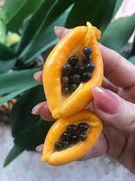 Bề ngoài quả đu đủ nhìn hết sức bình thường, thế nhưng khi bổ ra bên trong nó có tới 4 quả nhỏ khác. Ảnh: Tổng hợp