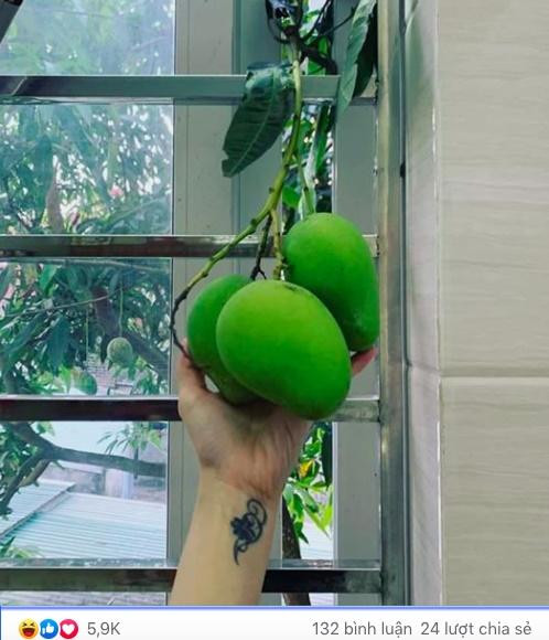 Ba quả xoài thơm ngon tự dâng hiến sang nhà hàng xóm.