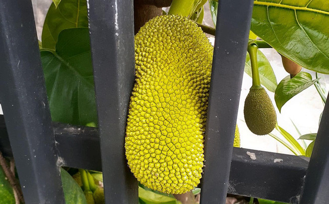 Trên MXH, bên cạnh những pha xẻ mít "đi vào lòng đất" thì cư dân mạng còn nhiều lần chứng kiến những cây mít ra hoa kết quả cực "ngang ngược", ai nhìn vào cũng thấy tức giùm gia chủ.