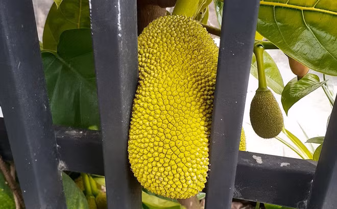 Trên MXH, bên cạnh những pha xẻ mít "đi vào lòng đất" thì cư dân mạng còn nhiều lần chứng kiến những cây mít ra hoa kết quả cực "ngang ngược", ai nhìn vào cũng thấy tức giùm gia chủ.