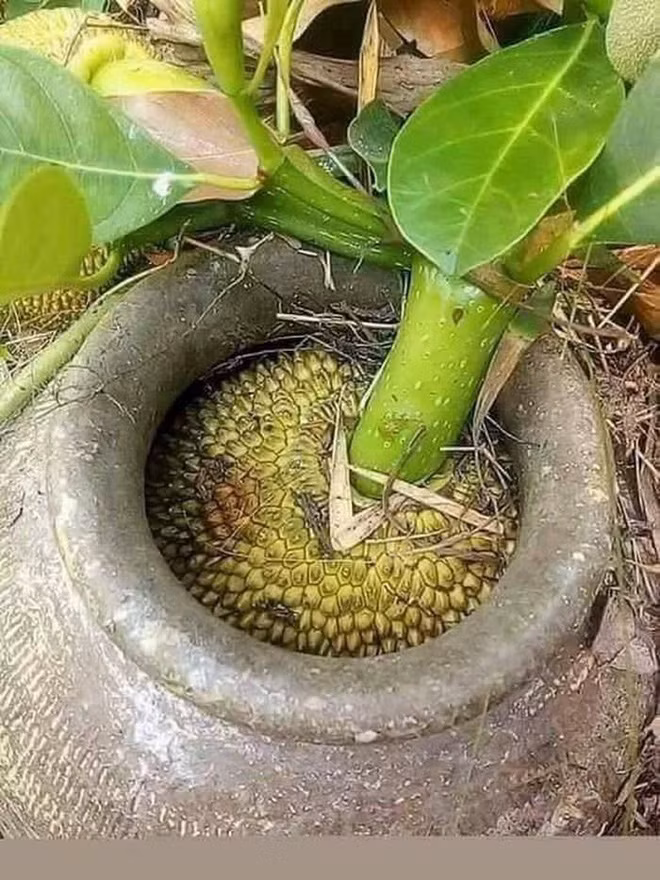 Cây mít mọc quả... trong chum khiến gia chủ khổ sở đăng đàn cầu cứu.