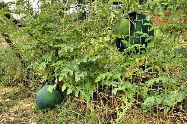 Gốc nhà mình nhưng quả nhà người ta.