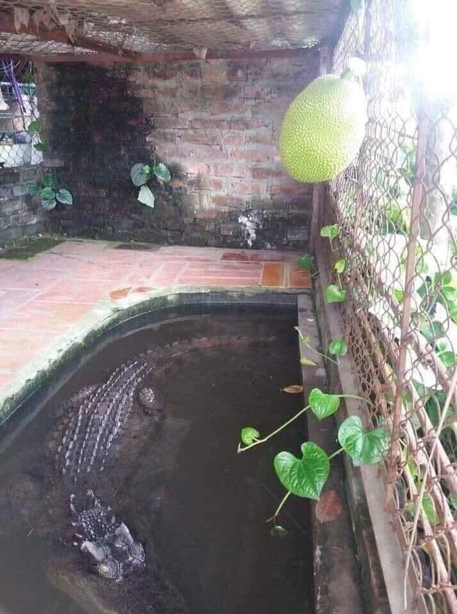 Cây mít này ra quả như vậy thì đố ai mà dám hái.