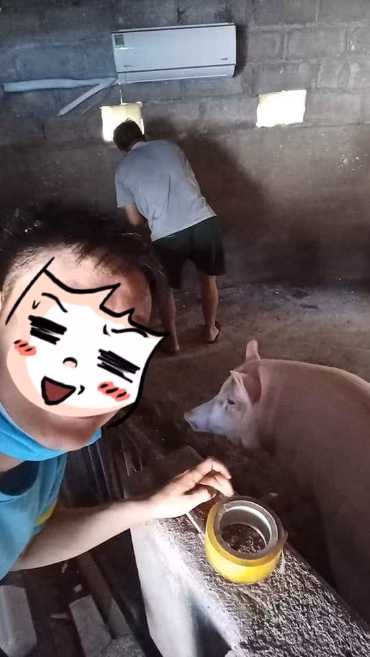 Trong thời tiết nắng nóng, có lẽ vì sợ những chú lợn của mình không chịu được nhiệt độ cao nên chủ nhân của nó đã "chịu chơi", lắp hẳn điều hòa cho chúng. Ảnh: Thị Thảoo