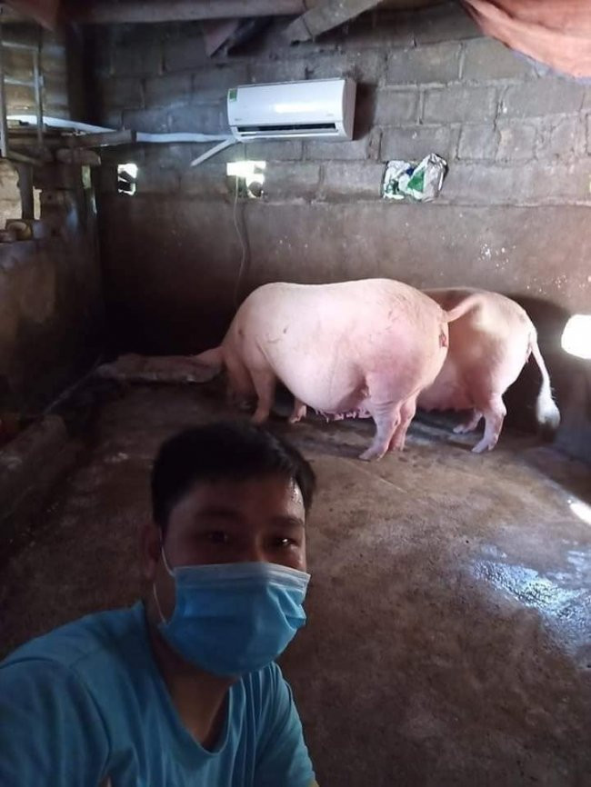 Theo chủ nhân của bức ảnh này cho biết, chủ nhà đã mua điều hòa và lắp trong chuồng để phục vụ 2 chú lợn sắp "nhảy ổ". Ảnh: Thị Thảoo
