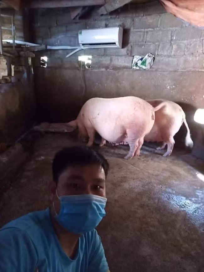 Theo chủ nhân của bức ảnh này cho biết, chủ nhà đã mua điều hòa và lắp trong chuồng để phục vụ 2 chú lợn sắp "nhảy ổ". Ảnh: Thị Thảoo