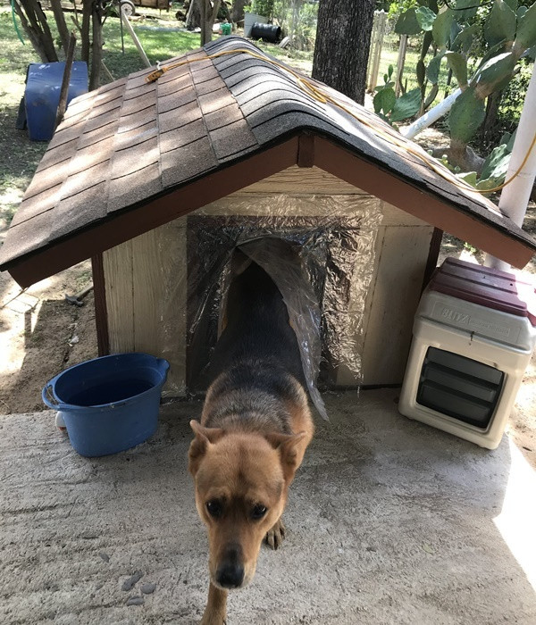 Chú chó khiến netizen không khỏi ngỡ ngàng và ghen tị vì có điều hòa trong những ngày hè nóng nực. Ảnh: Twitter @350zadrian