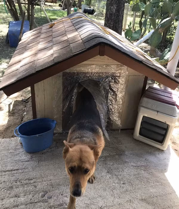 Chú chó khiến netizen không khỏi ngỡ ngàng và ghen tị vì có điều hòa trong những ngày hè nóng nực. Ảnh: Twitter @350zadrian