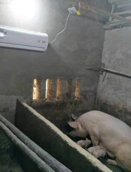 Tuy nhiên, lắp điều hòa trong chuồng lợn là hình ảnh thường thấy của những người nông dân. Trong chăn nuôi muốn thành công thì người chủ phải dám chịu đầu tư. Ảnh: Nguyễn Thanh Bình