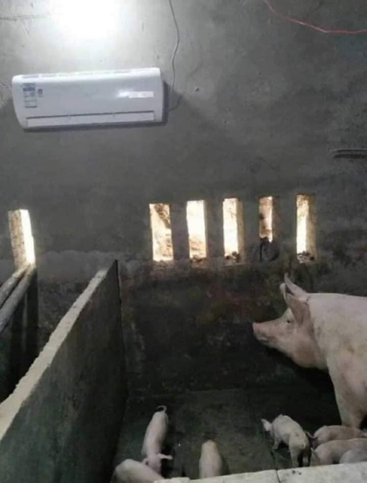 Với giá lợn đang đắt đỏ như hiện nay thì chỉ cần vài chú heo giống là chủ nuôi có thể gỡ ngay được cái điều hoà này rồi. Ảnh: Nguyễn Thanh Bình